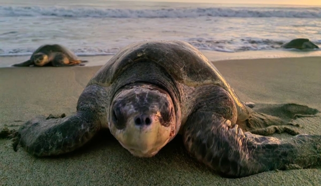 Mazunte: De cazadores de tortugas a guardianes del ecosistema
