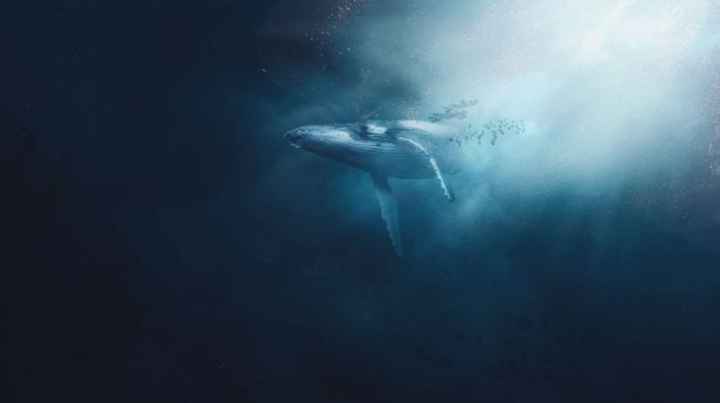 ¿Sabías que las ballenas tienen una mano oculta en las aletas?