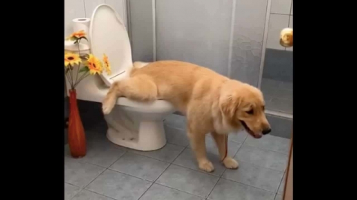 Perrito aprende a orinar en el baño.