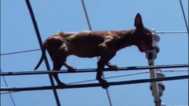 Perro chihuahua desafía al peligro.