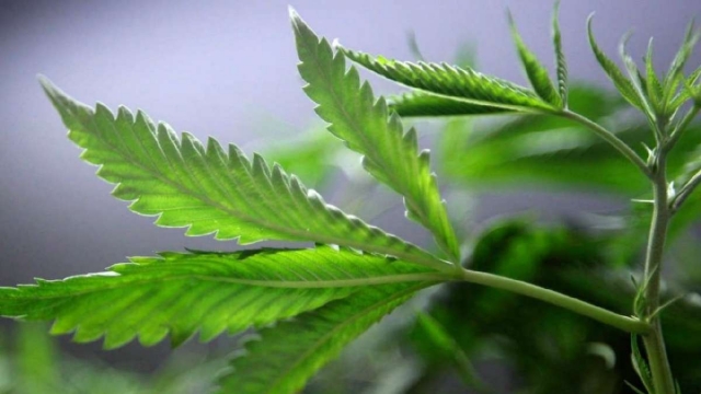 Elimina SCJN prohibición de consumo recreativo de marihuana
