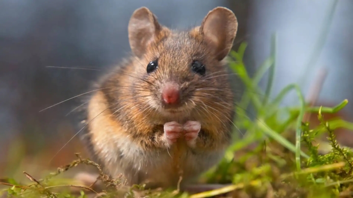 Investigación demuestra que las ratas tienen capacidad de imaginación