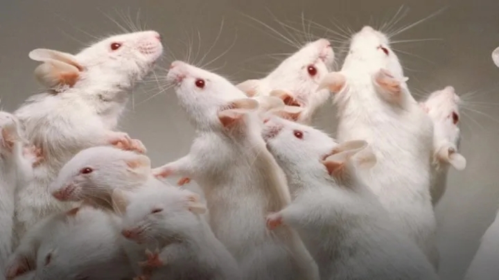 Científicos logran revertir envejecimiento en ratones