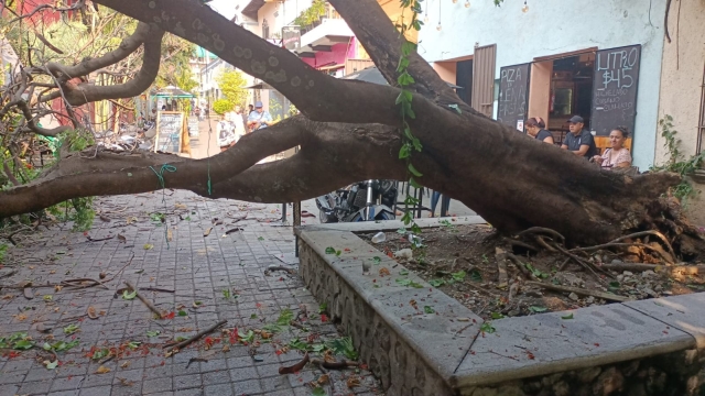 Cae árbol en plazuela del zacate, en el centro de Cuernavaca