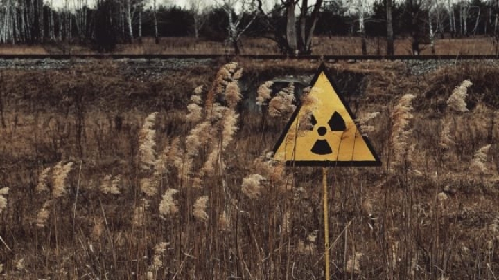 Perros de Chernóbil, genéticamente distintos… ¿por la radiación?