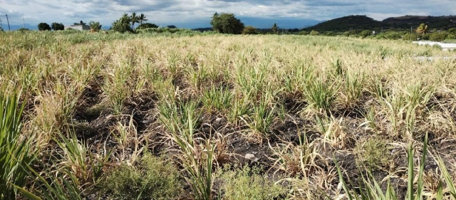   La sequía ha afectado considerablemente al campo en el estado.