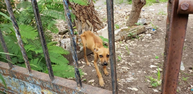 Los perros fueron encontrados en malas condiciones físicas, desnutridos e invadidos con garrapatas. 