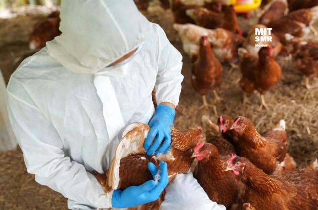 Confirman muerte del primer caso humano de gripe aviar en México