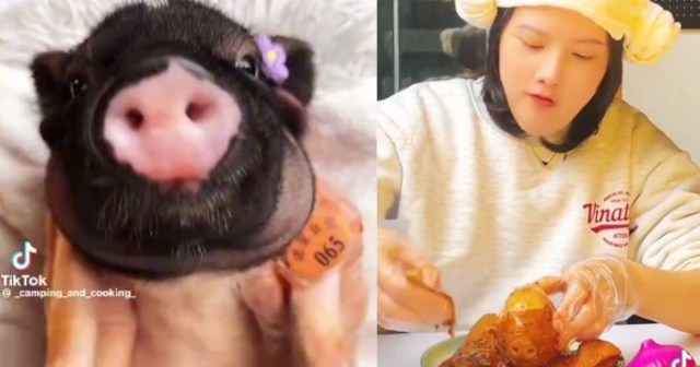 Mujer masajea cerdos antes de sacrificarlos; videos generan indignación en redes