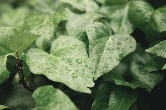 Convierte la lluvia en recurso: Cómo usar agua de lluvia en tu jardín