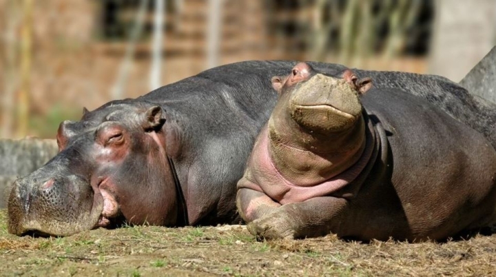 Hipopótamos gigantes vivían en Inglaterra: fósiles lo confirman