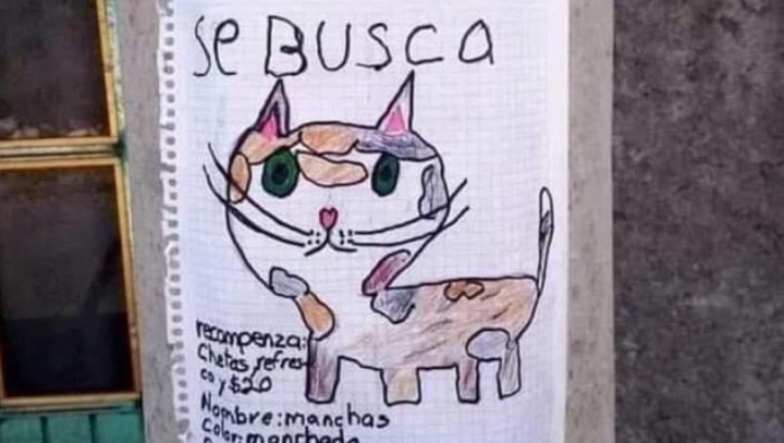 Niño busca a su gato con un dibujo.