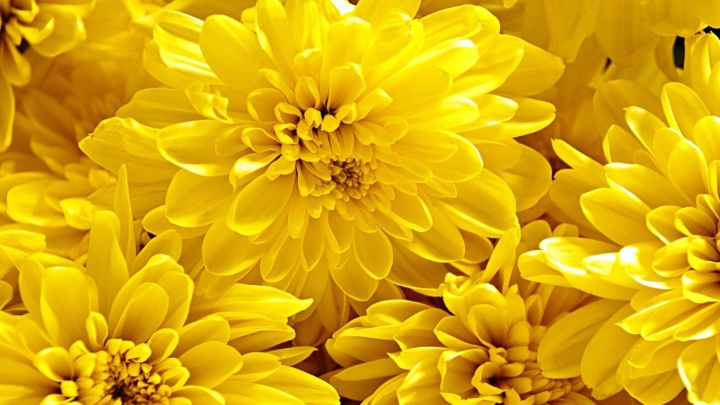 21 de Septiembre: ¿Por qué se regalan flores amarillas?