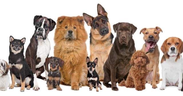La personalidad canina está vinculada a la raza, edad y socialización de los cachorros