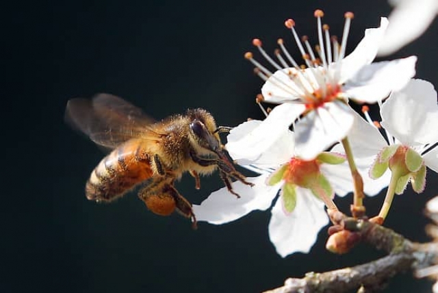 La cafeína ayuda a las abejas a recordar el olor de las mejores flores para polinizar