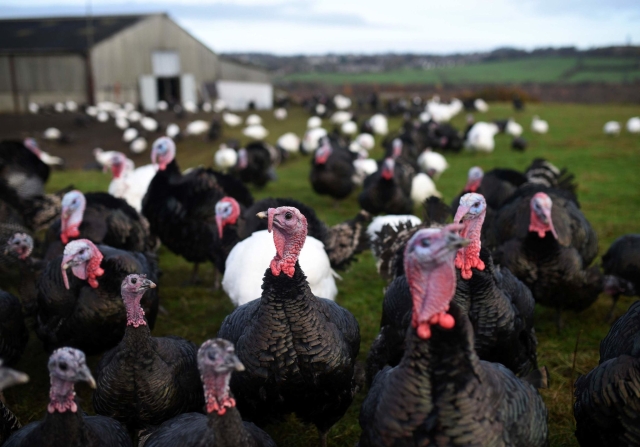 Más de 11 mil pavos son sacrificados tras gripe aviar en Alemania