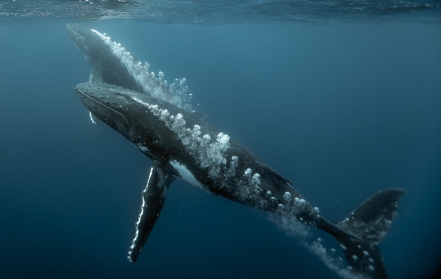 Encuentran muertas dos crías de ballena jorobada en costas de Panamá
