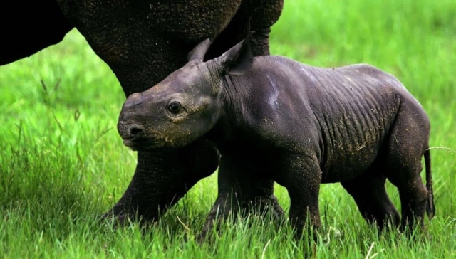 Llaman ‘Kiev’ a bebé de rinoceronte negro oriental, una especie en peligro de extinción