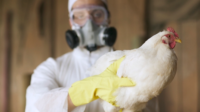 OMS confirma los dos primeros casos de gripe aviar en humanos en España