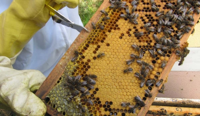 Modifican atención de enjambres en Miacatlán para proteger abejas