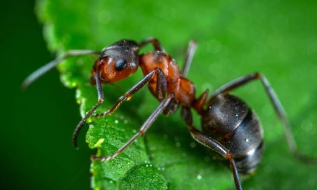 ¿Por qué las hormigas podrían ayudar a saber más sobre nuestro comportamiento social?