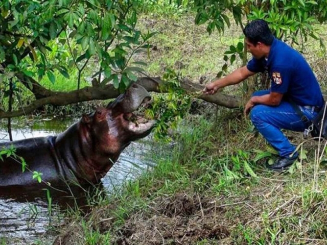 Muere un hipopótamo de Pablo Escobar tras chocar contra un vehículo