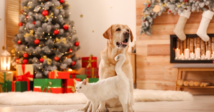 Cinco consejos esenciales para el cuidado de mascotas en Navidad