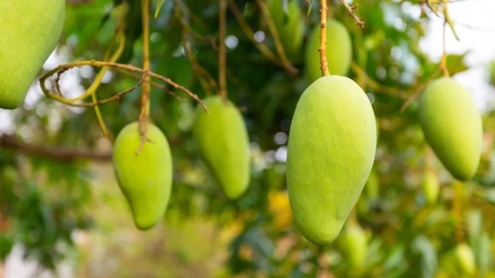 Cómo germinar y plantar un hueso de mango en maceta, ¡es temporada!