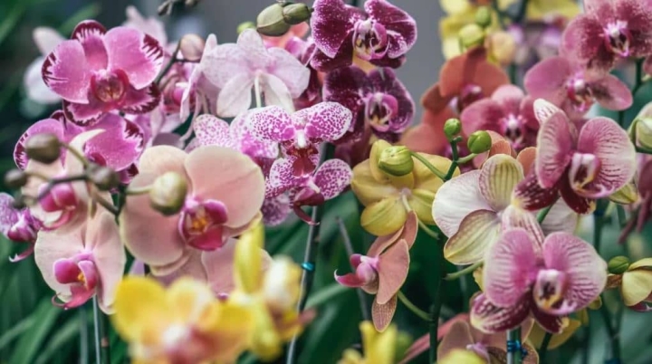 Fertilizante casero para hacer florecer tus orquídeas al máximo y cómo usarlo