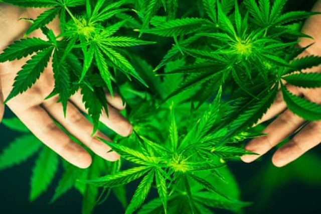 Panamá legaliza el uso medicinal de la Marihuana.