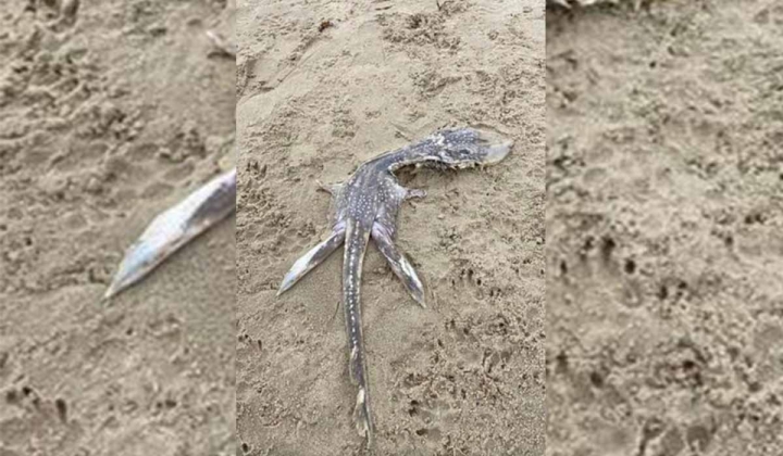 ¿Una cría del Monstruo del lago Ness?, encuentran extraña criatura en las costas del Reino Unido