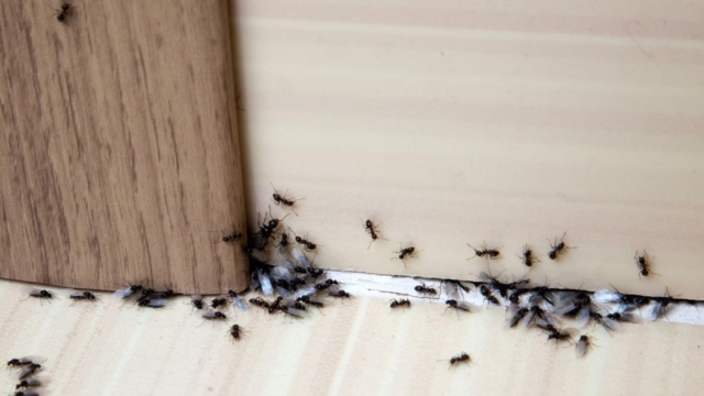 Detén la invasión: repelente casero contra hormigas