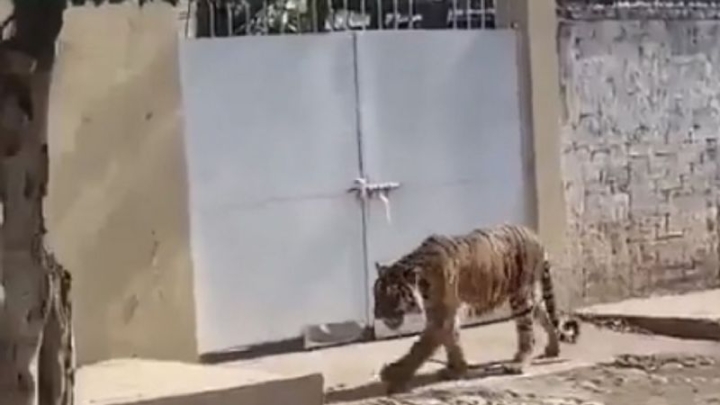 ¿Un lindo gatito? Tigre de bengala pasea por calles de Nayarit