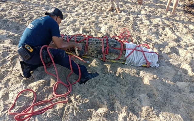 Reubican cocodrilo capturado en zona hotelera de Bahía de Banderas, Nayarit