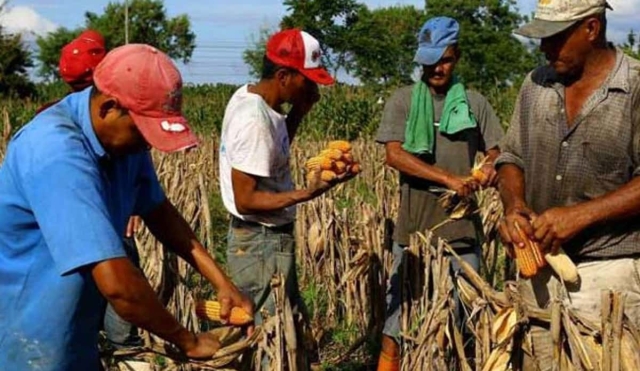 Por falta de subsidios, productores de maíz no contrataron seguros agrícolas