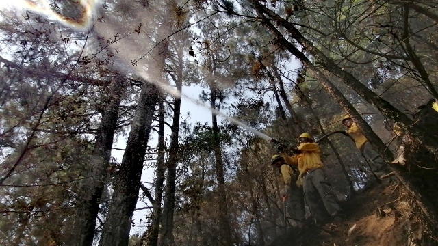 Fuego contenido en un 100% en incendio urbano-forestal en colonia del Bosque