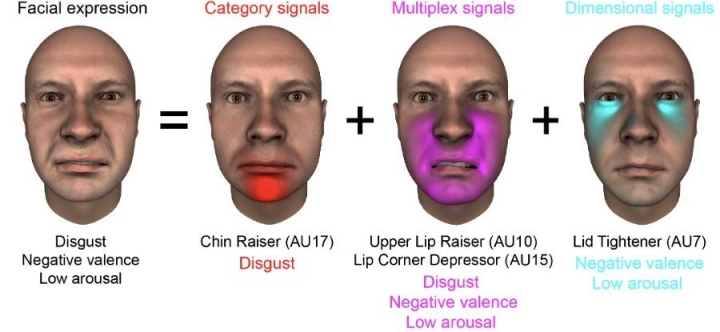 Los rostros humanos pueden reflejar emociones tan diversas como los rostros mismos