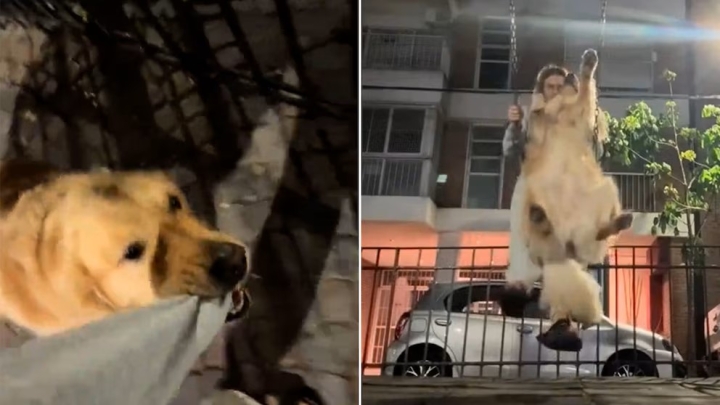 Perro y su hamaca se vuelven viral en redes sociales