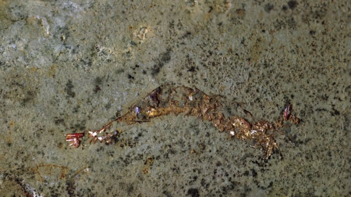 Uno de los tres camarones fosilizados que se conservaron dentro de una almeja antigua.