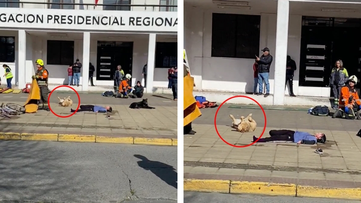 Durante simulacro en Chile, perrito se hace &#039;el muerto&#039; y se viraliza en redes
