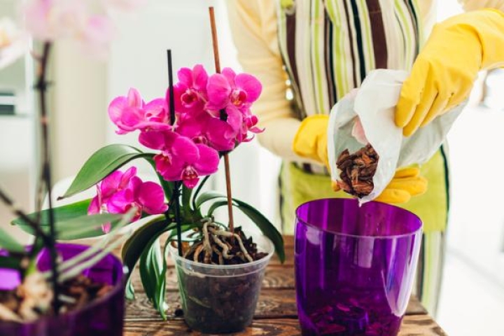 Guía para cuidar las orquídeas antes y después de la floración