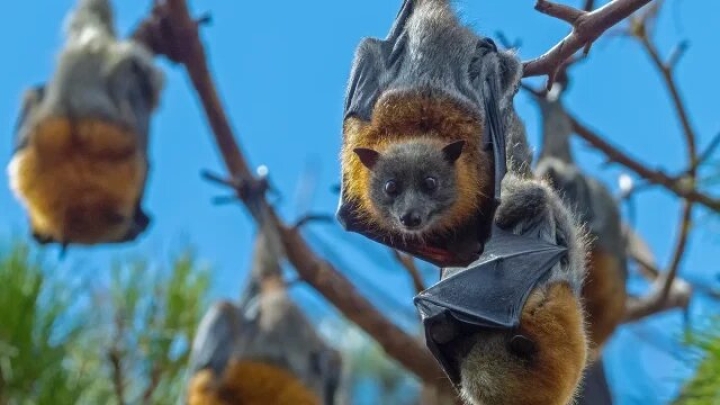 Calentamiento global afecta la hibernación de murciélagos, advierte estudio