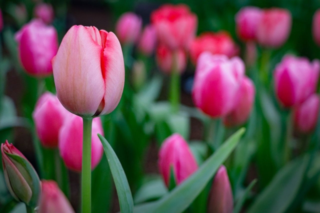 Cómo Hacer Florecer Tulipanes en Casa: Guía Sencilla y Eficaz