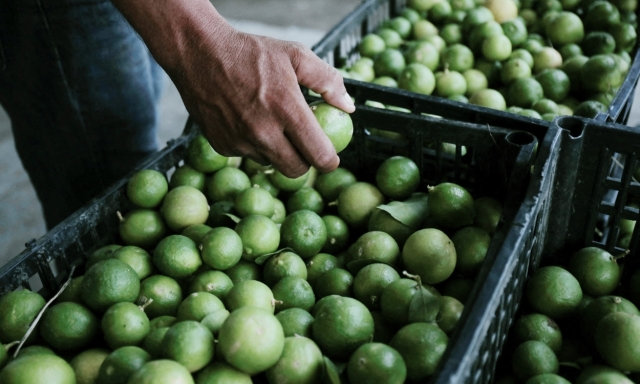 Gobierno de Michoacán toma control del Tianguis Limonero ante crisis