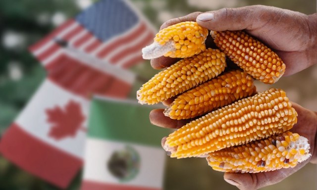 Canadá se une a Estados Unidos en panel contra México por maíz transgénico