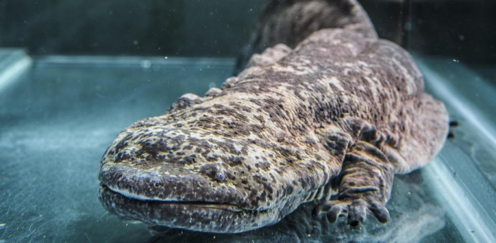 Encuentran ejemplares de la salamandra más grande del mundo; casi extinguida