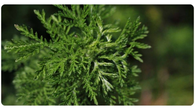 La Artemisia annua: una planta medicinal con múltiples beneficios para la salud