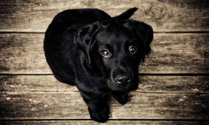 Perro herido llega solo a veterinaria y conmueve en redes sociales