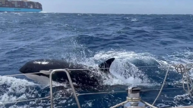 Orca Gladys enseña a otras ballenas a atacar y hundir barcos en Gibraltar