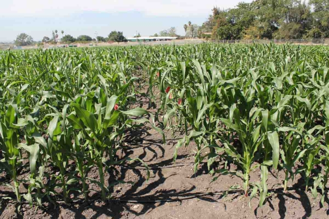 Agricultores confían en que la siembra de maíz y otros granos será favorable en el próximo ciclo.